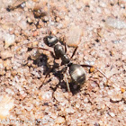 Wood Ant