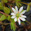 Saltmarsh Starwort