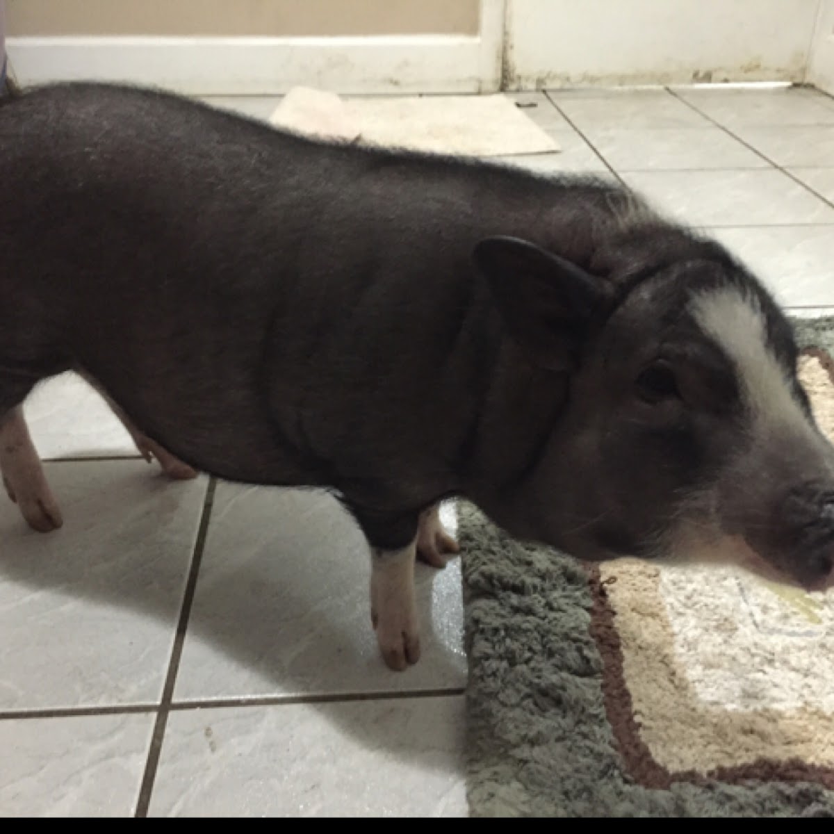 Domestic pig, Vietnamese potbelly pig