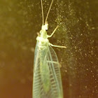 green lacewing