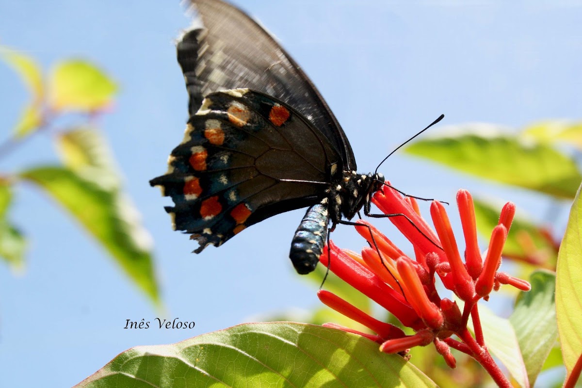 Pipevine Swallowtail