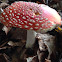 Fly agaric