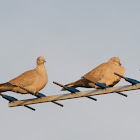 Collared Dove; Tórtola turca