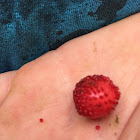 False or Indian Strawberries