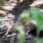 Mexican Ground Squirrel