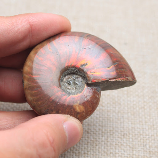 Title 1, Natural Spotted Snail Shell Ornaments Ore Conch...