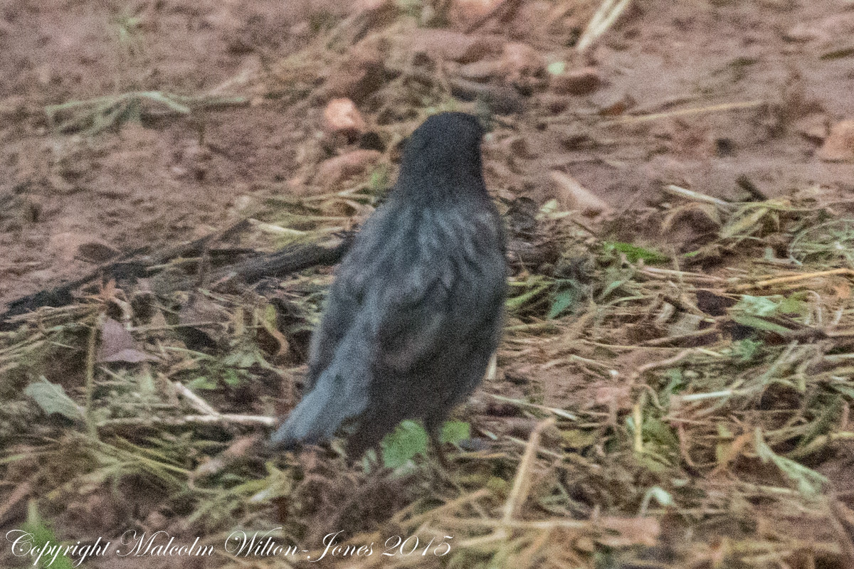 Spotless starling; Estornino Negro