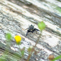 Jumping Spider