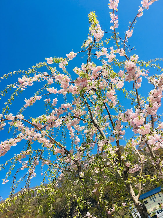 カマロ クーペのカマロ・ワゴンRスティングレー・北上展勝地・お花見🌸・大好きな場所😌💓に関するカスタム事例の投稿画像9枚目