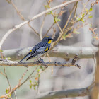 Yellow Warbler