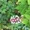 Dolls' Eyes or Baneberry