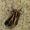 Tiger Moth