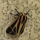 Tiger Moth