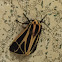 Tiger Moth