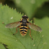 Yellow-barred Peat Hoverfly