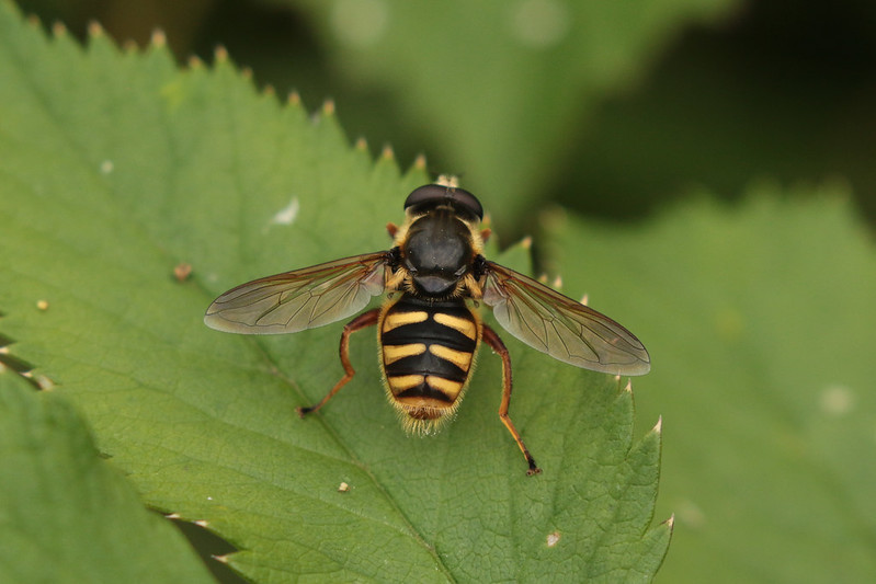 Yellow-barred Peat Hoverfly