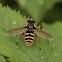 Yellow-barred Peat Hoverfly