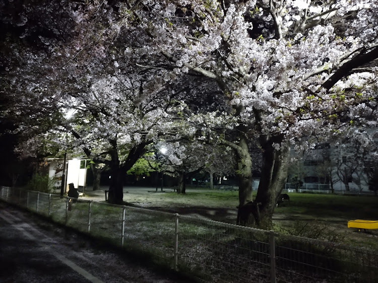 マークIIのドライブ・桜に関するカスタム事例の投稿画像2枚目
