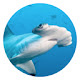 Shark HD New Tabs Popular Animals Themes