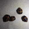 7-Spot Ladybird Beetle Pupae