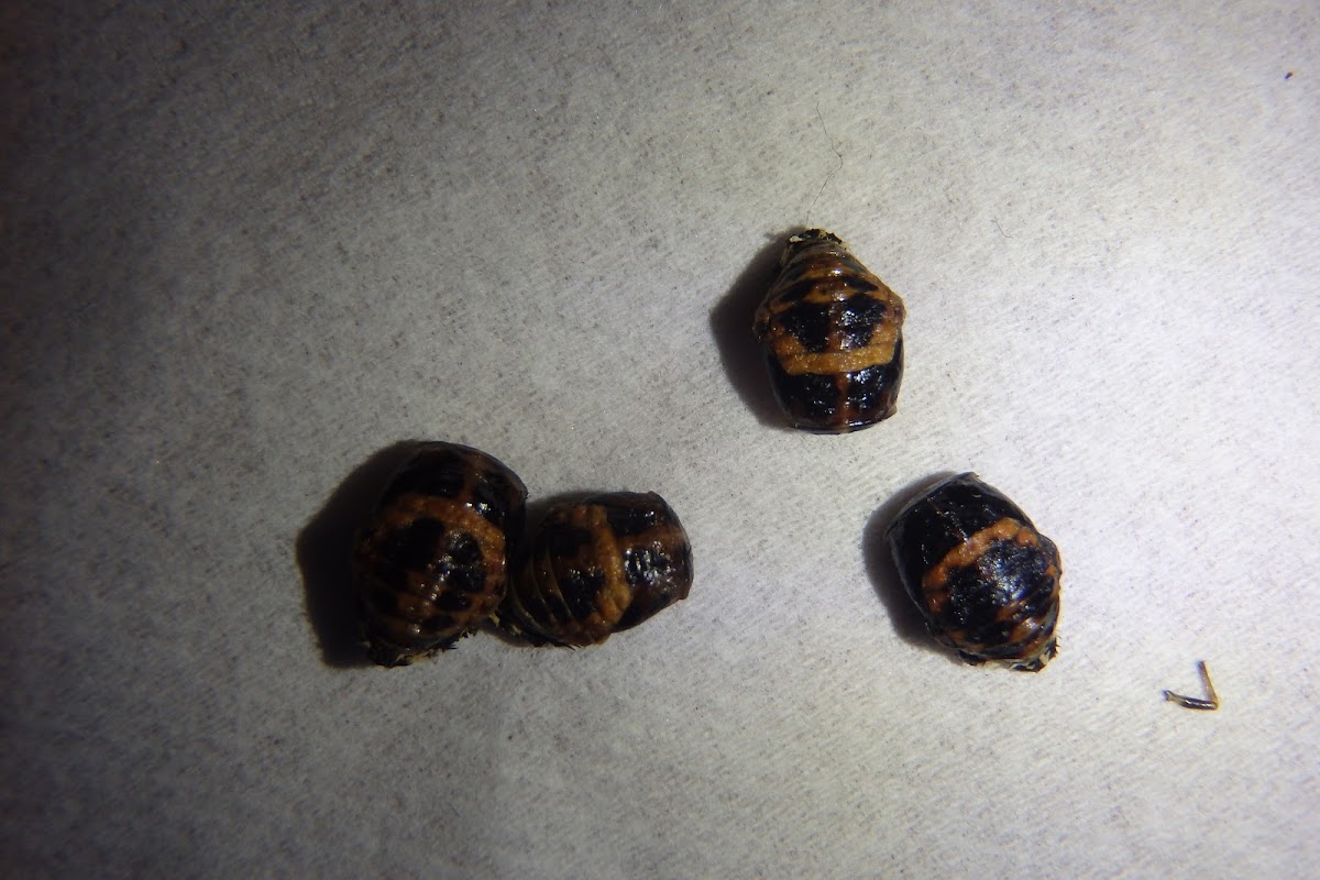 7-Spot Ladybird Beetle Pupae