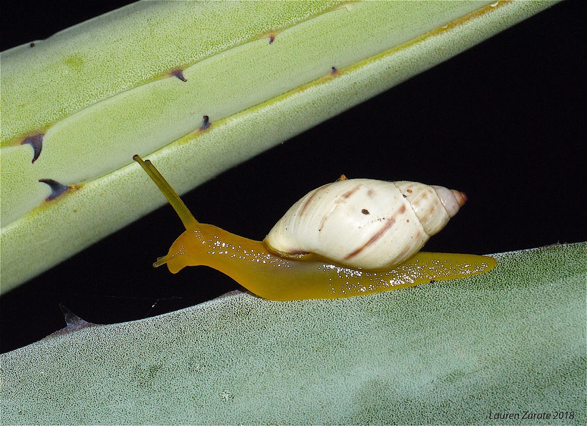 Tree Snail