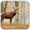 Item logo image for Whitetail Deer