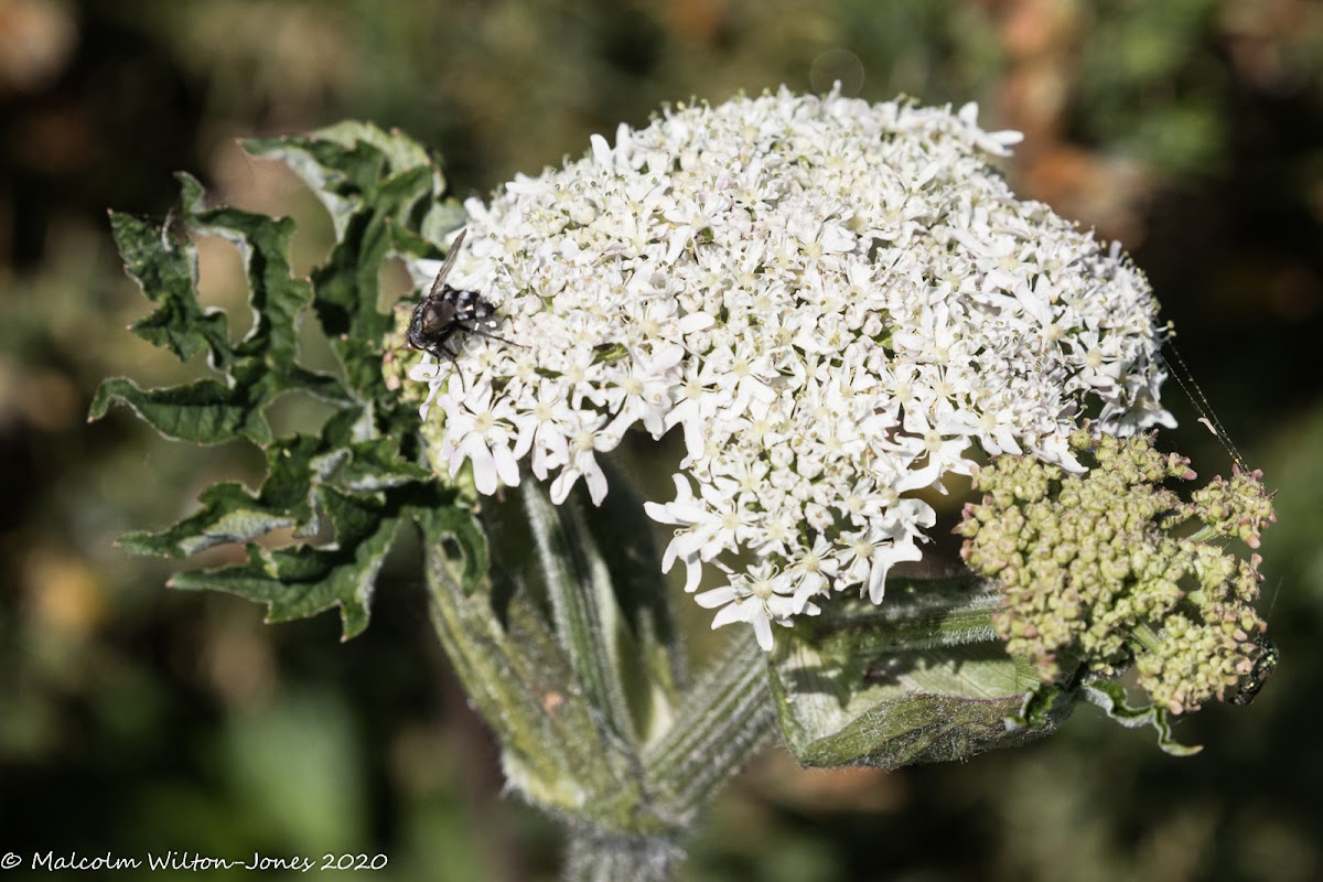 Cow Parsley