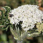 Cow Parsley