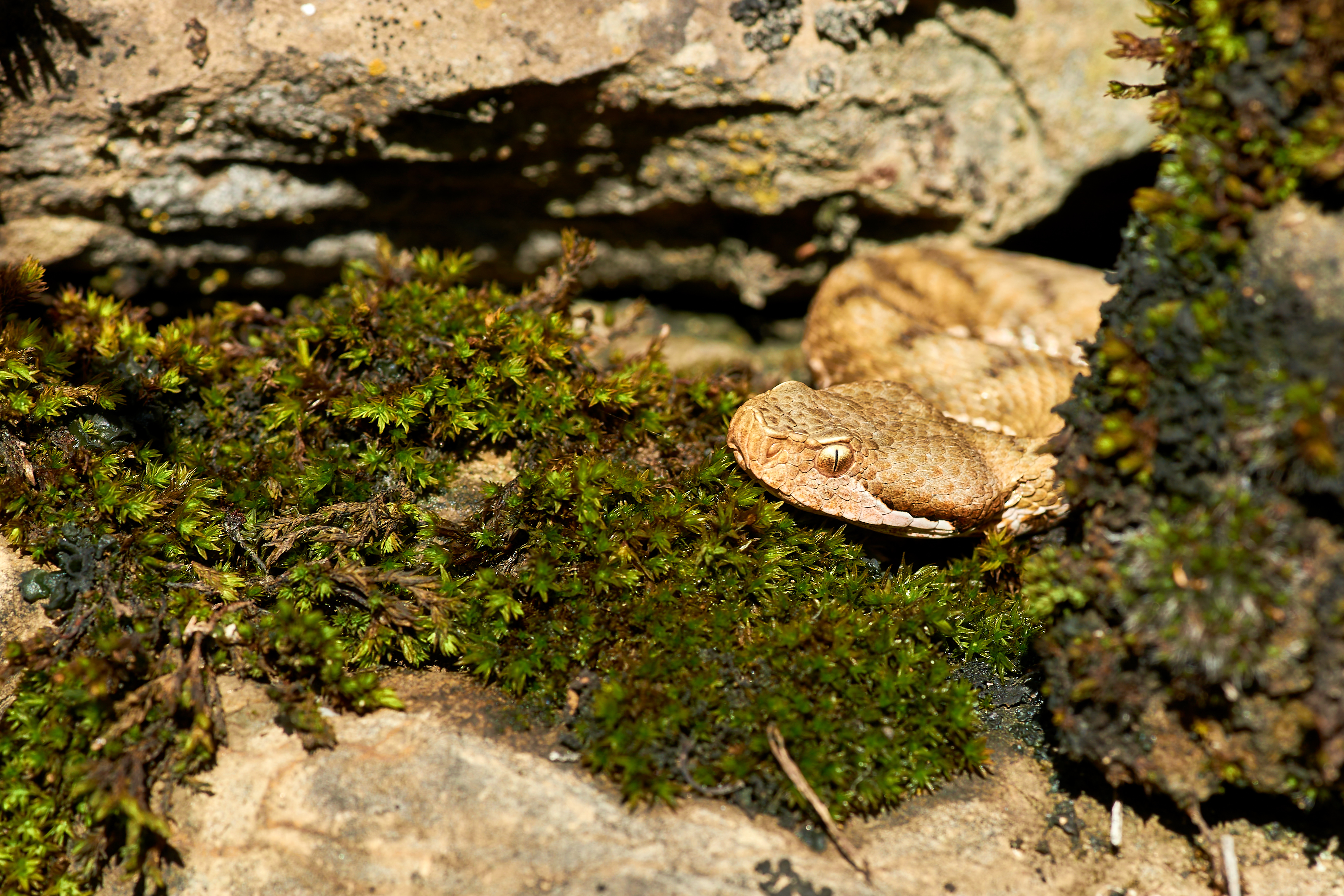 Vipera aspis di albertozafferano.com