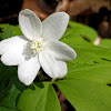 Wood Anenome