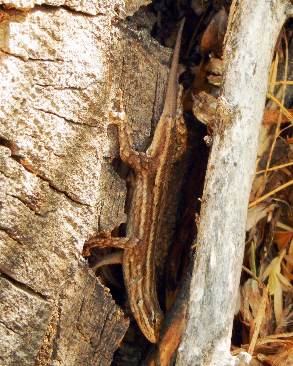 Southwestern Fence Lizard