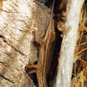 Southwestern Fence Lizard