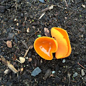 Orange Peel Fungus