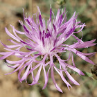 Spotted knapweed