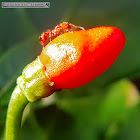 Wild chili pepper