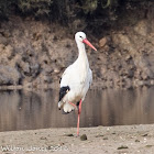 White Stork; Cigüeña Blanca