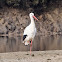 White Stork; Cigüeña Blanca