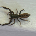 Flat Jumping Spider