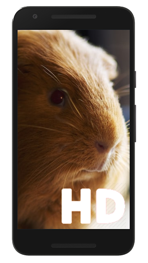?Cute Hamsters Wallpapers