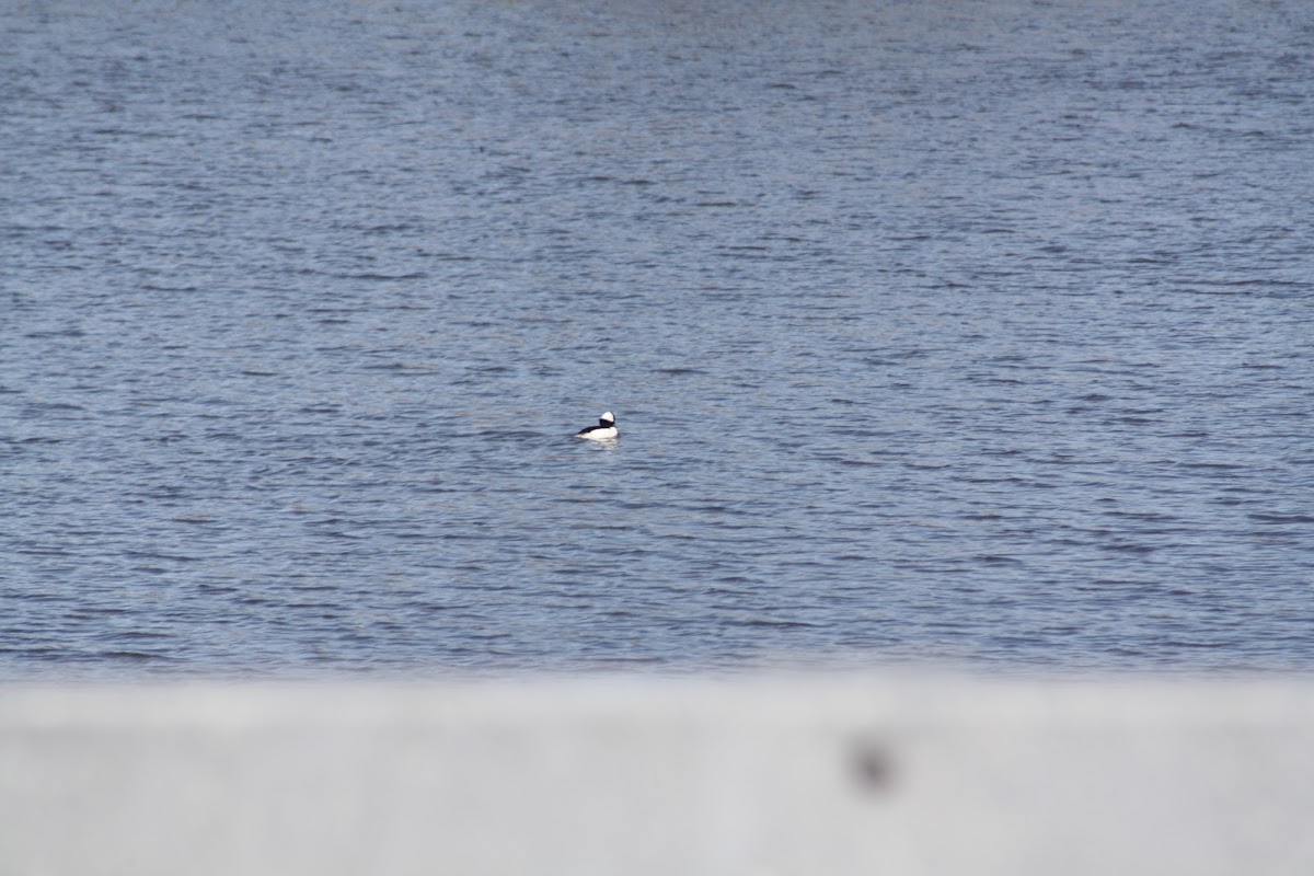 Bufflehead Drake