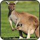 Download Kangaroo Wallpaper For PC Windows and Mac 1.02
