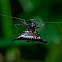 Spiny Orb-weaver