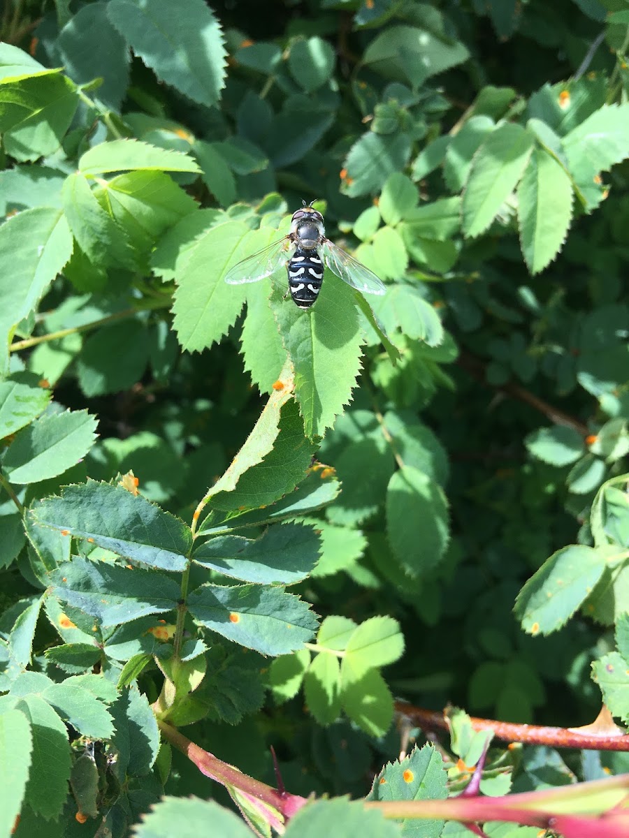 Hoverfly family Syrphidae