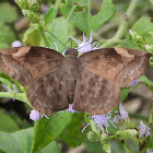 Sickle-winged Skipper (female)