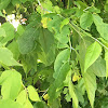 Ashleaf Maple