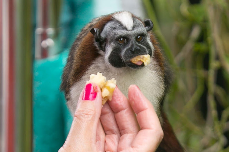 A diminutive Tamarin or titi monkey eats from a passenger's hand at Monkey Island in Panama. 