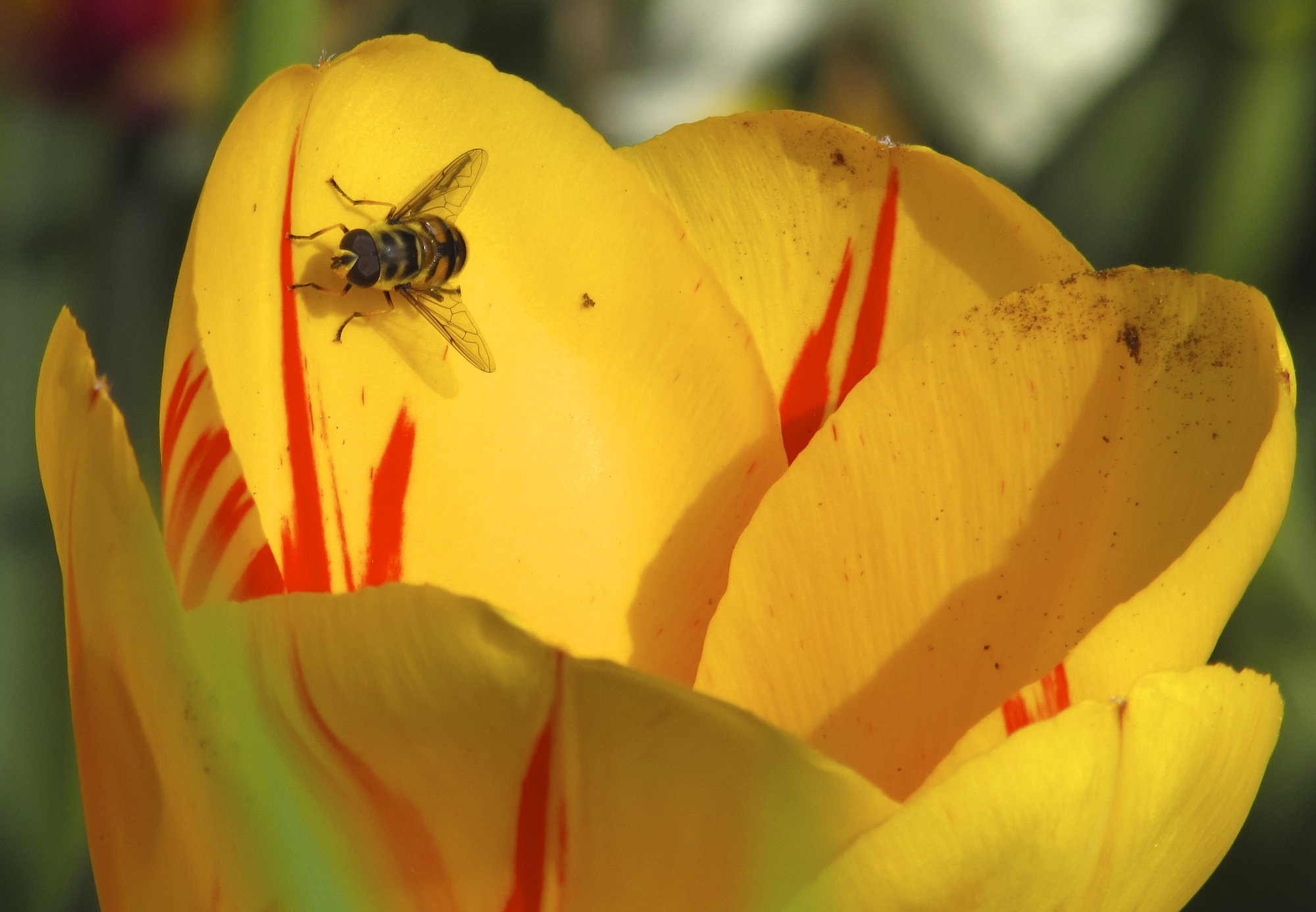 Giallo tra i campi... di Lindt9