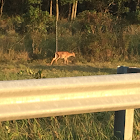 White Tail Deer