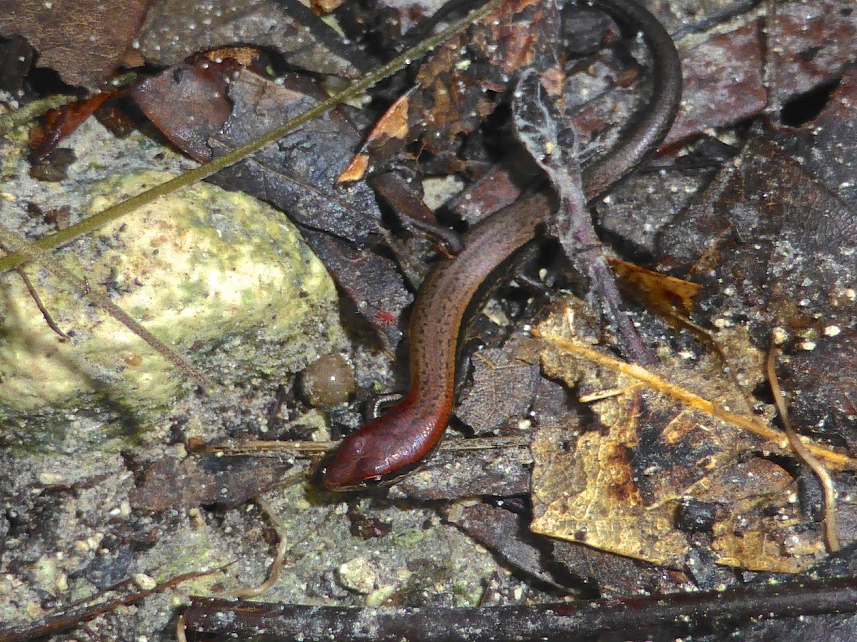 Ground Skink